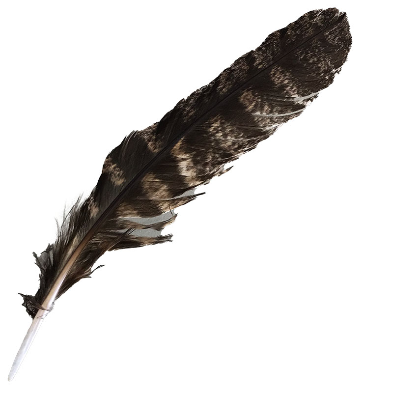 (image for) #303 Tawney Frogmouth Primary Wing Feather
