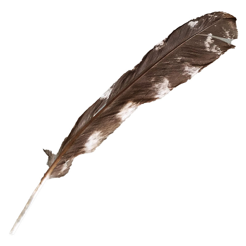 (image for) #304 Tawney Frogmouth Primary Wing Feather - Click Image to Close