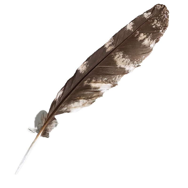 (image for) #308 Tawney Frogmouth Primary Wing Feather