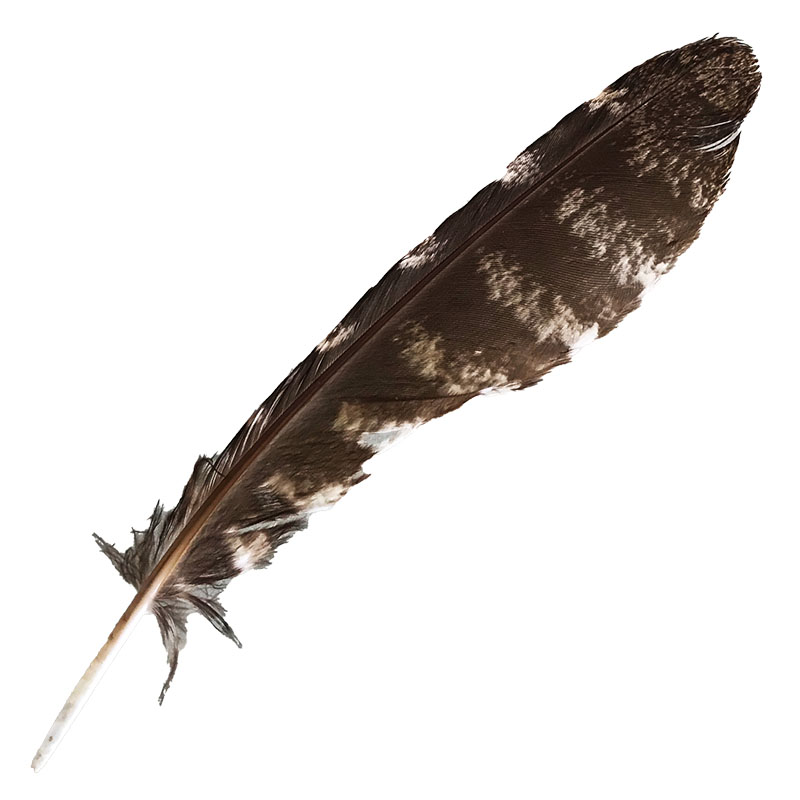 (image for) #310 Tawney Frogmouth Primary Wing Feather
