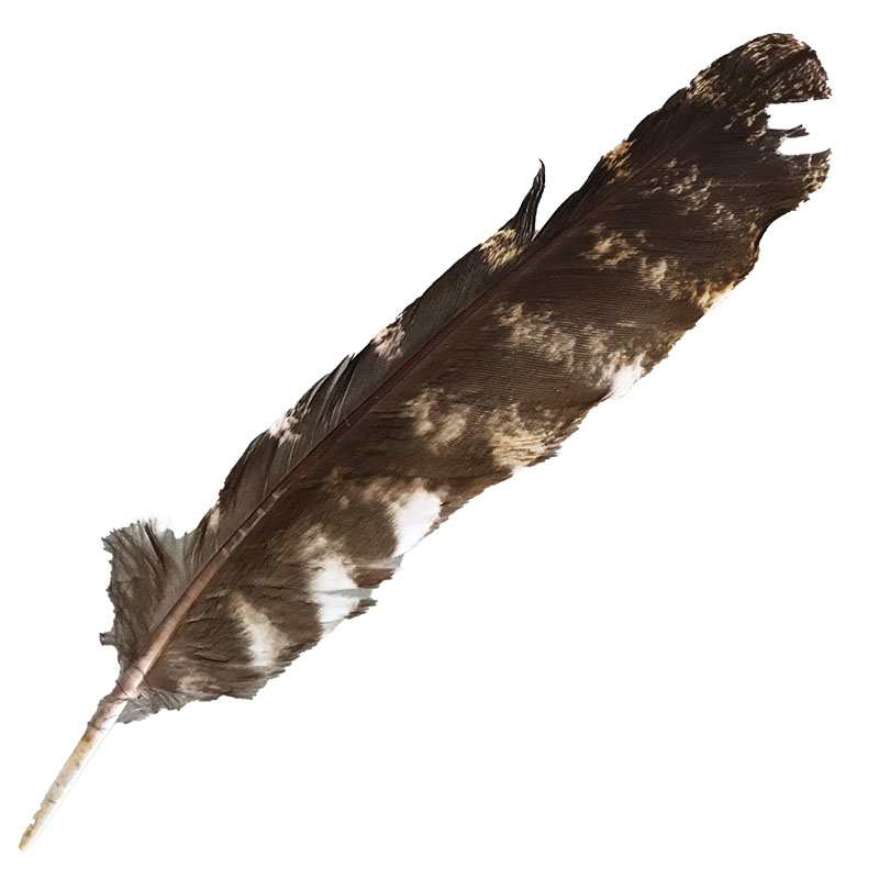 (image for) #312 Tawney Frogmouth Primary Wing Feather