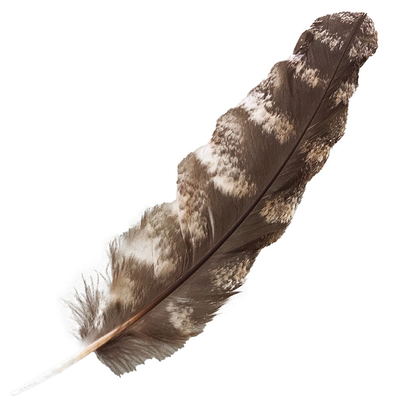 (image for) #315 Tawney Frogmouth Primary Wing Feather