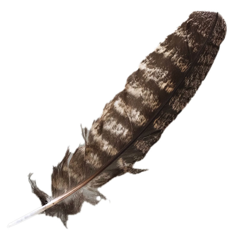(image for) #318 Tawney Frogmouth Primary Wing Feather