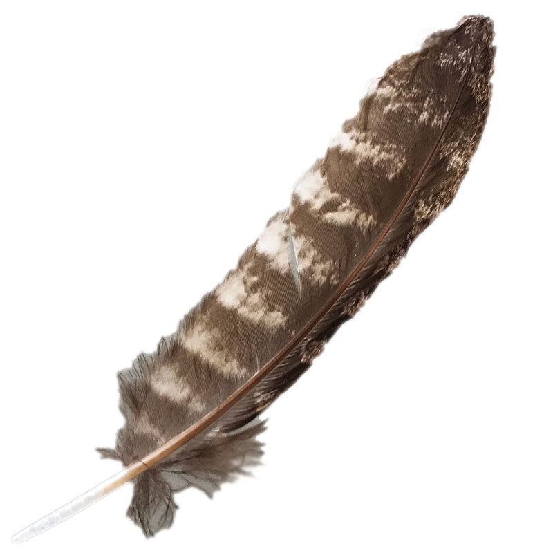 (image for) #319 Tawney Frogmouth Primary Wing Feather - Click Image to Close