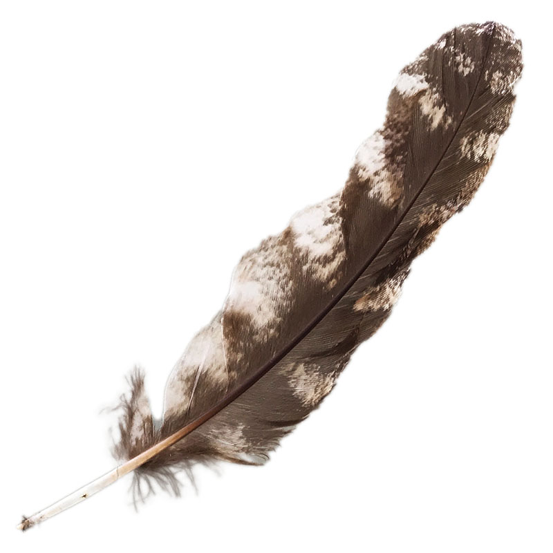(image for) #320 Tawney Frogmouth Primary Wing Feather