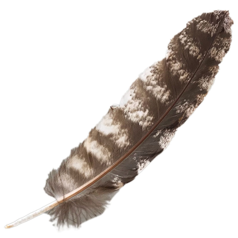 (image for) #322 Tawney Frogmouth Primary Wing Feather
