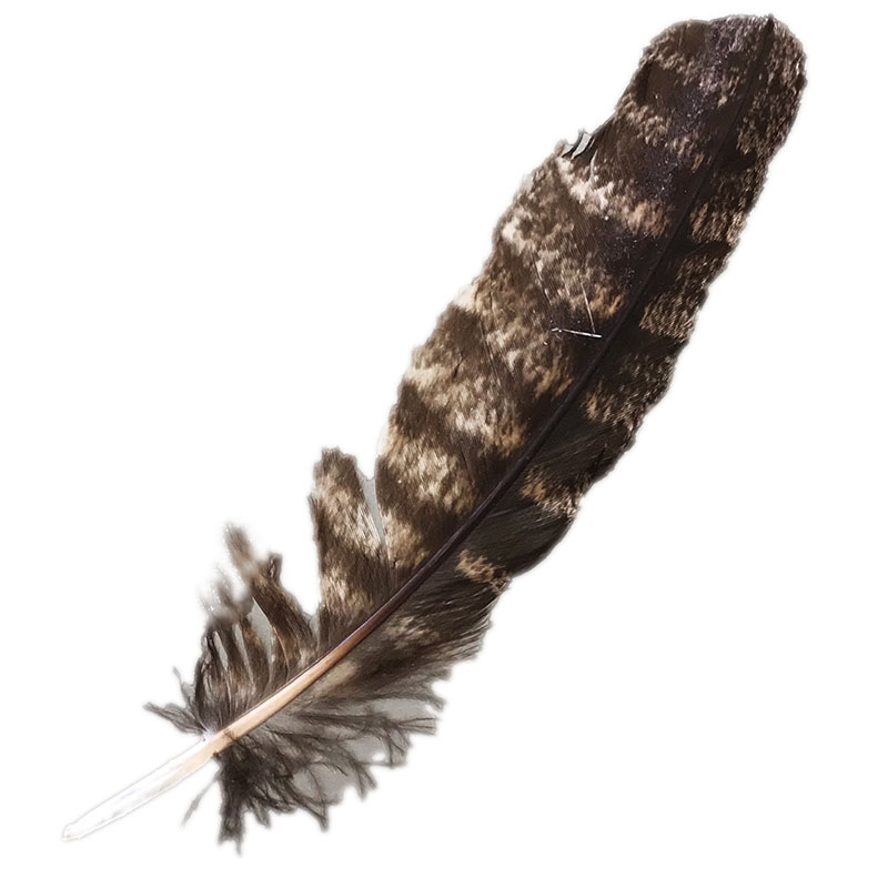 (image for) #324 Tawney Frogmouth Primary Wing Feather - Click Image to Close