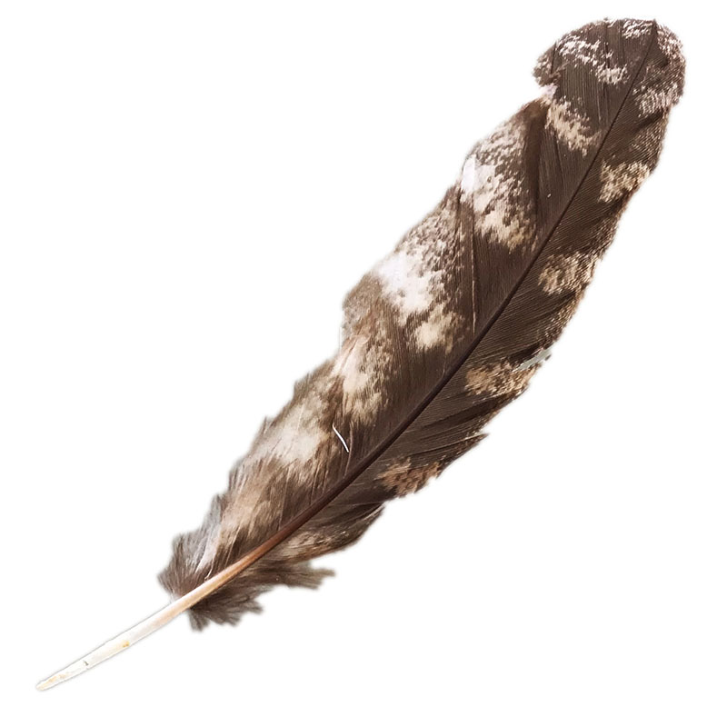 (image for) #326 Tawney Frogmouth Primary Wing Feather