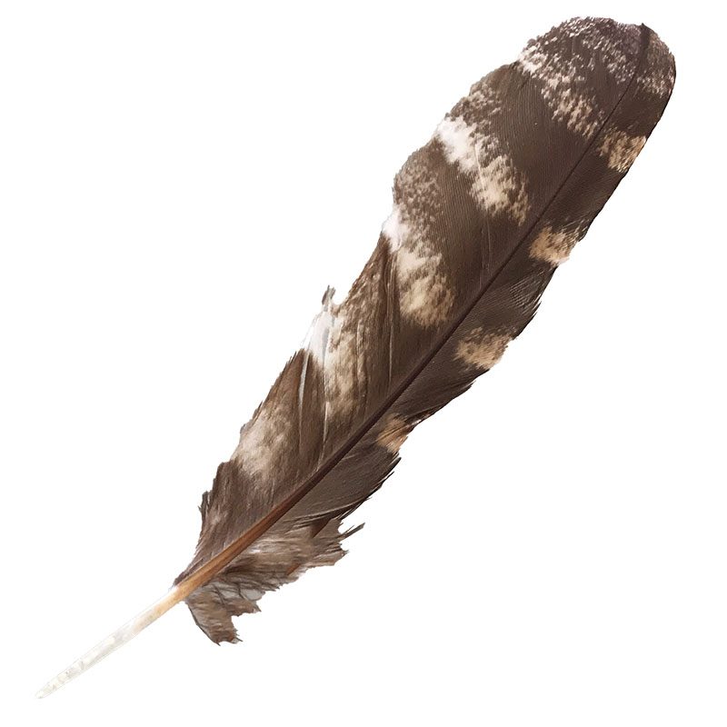 (image for) #331 Tawney Frogmouth Primary Wing Feather - Click Image to Close