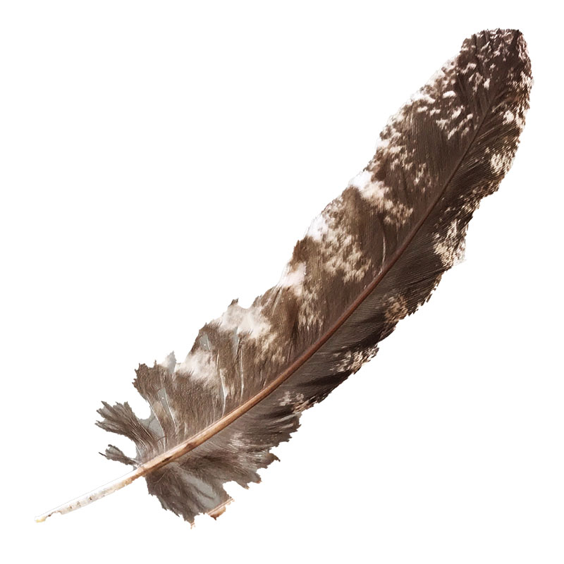 (image for) #333 Tawney Frogmouth Primary Wing Feather
