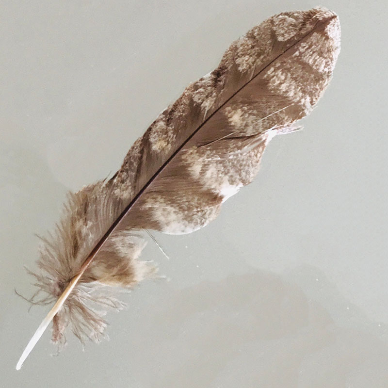 (image for) #335 Tawney Frogmouth Secondary Wing Feather - Click Image to Close