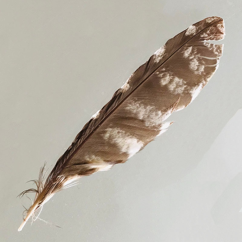 (image for) #341 Tawney Frogmouth Secondary Wing Feather - Click Image to Close