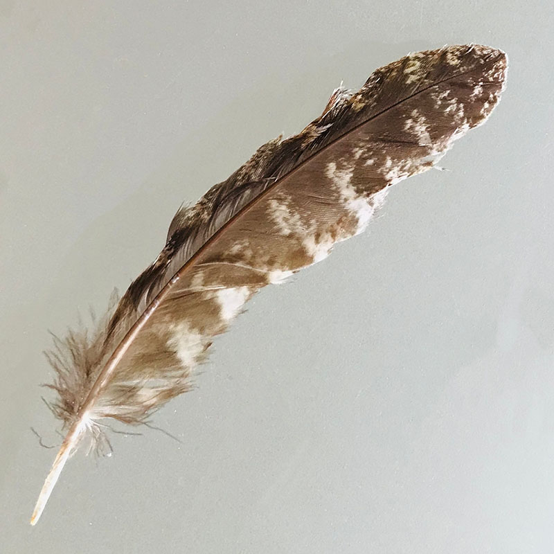 (image for) #340 Tawney Frogmouth Secondary Wing Feather