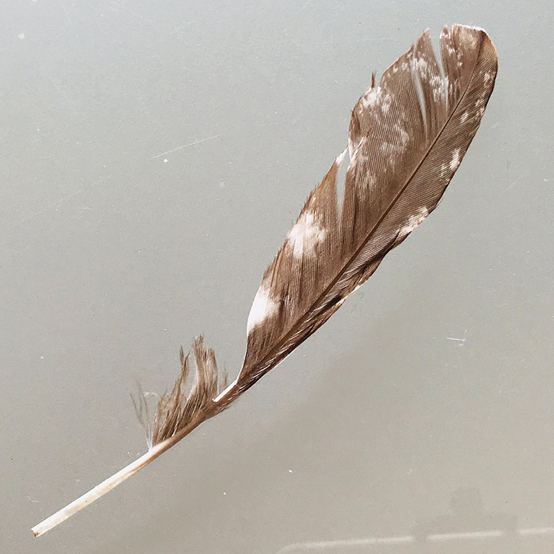 (image for) #343 Tawney Frogmouth Secondary Wing Feather