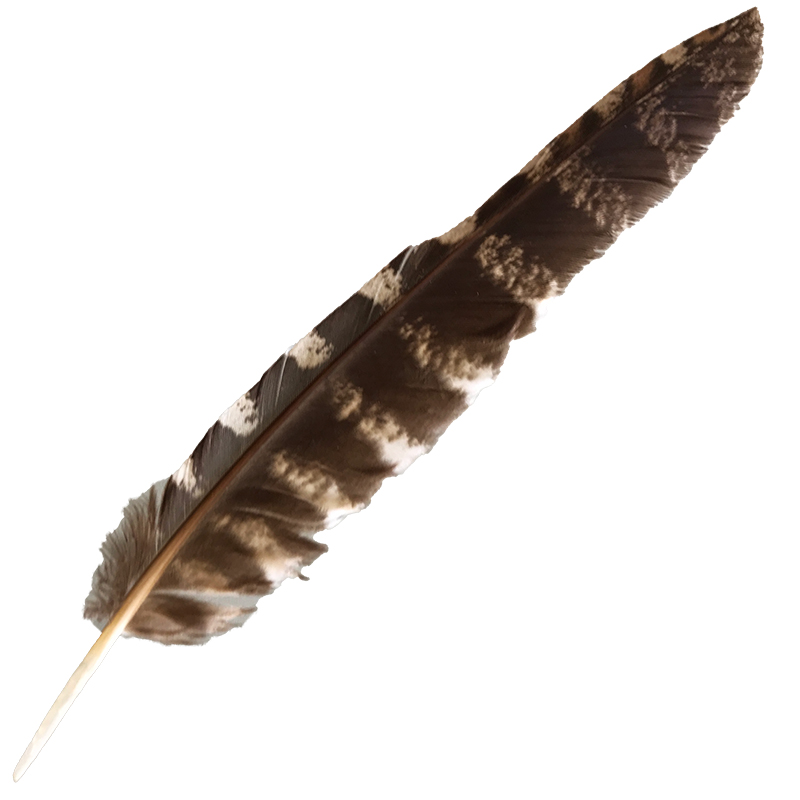(image for) #55 Tawney Frogmouth Flight Wing Feather