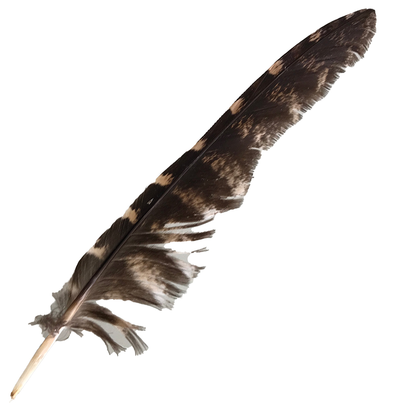 (image for) #57 Tawney Frogmouth Flight Wing Feather