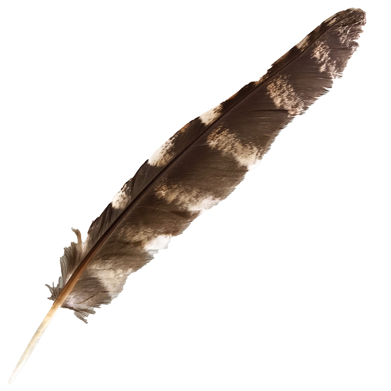(image for) #58 Tawney Frogmouth Flight Wing Feather