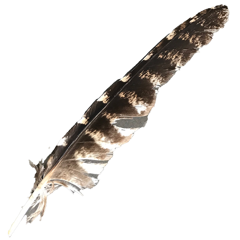 (image for) #59 Tawney Frogmouth Flight Wing Feather