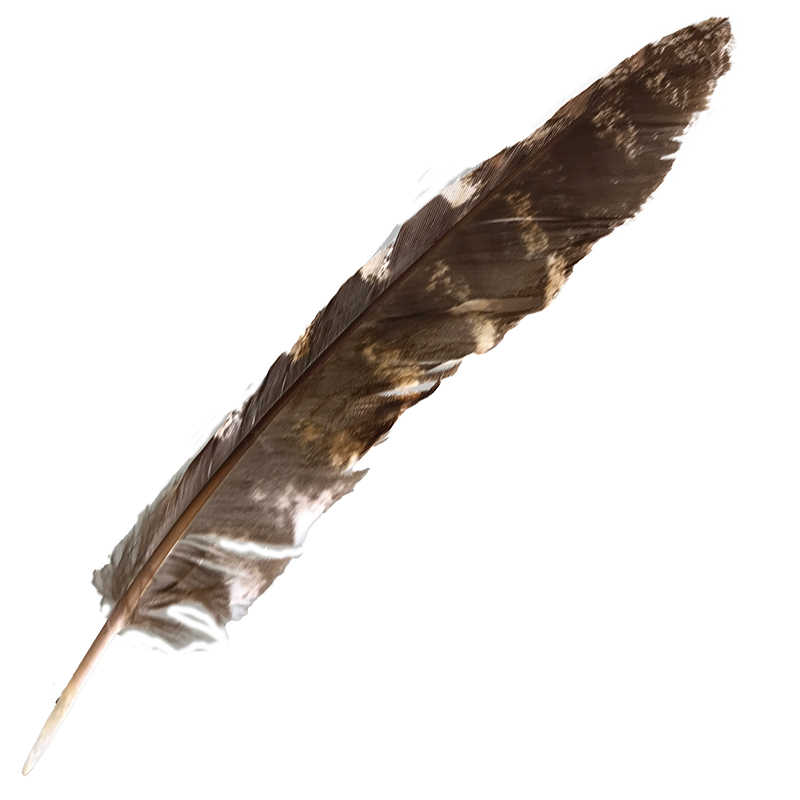 (image for) #61 Tawney Frogmouth Flight Wing Feather