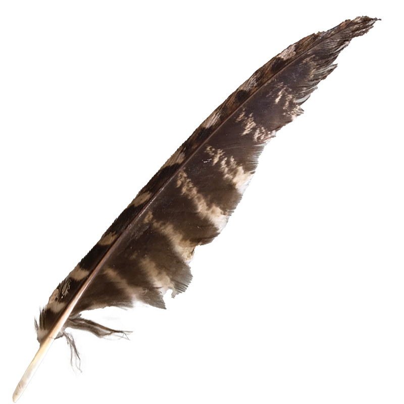(image for) #67 Tawney Frogmouth Flight Wing Feather - Click Image to Close