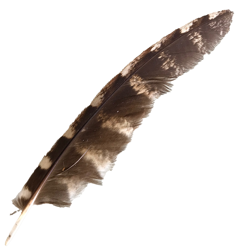 (image for) #68 Tawney Frogmouth Flight Wing Feather