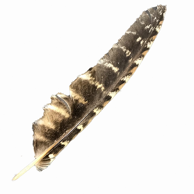 (image for) #74 Tawney Frogmouth Flight Wing Feather