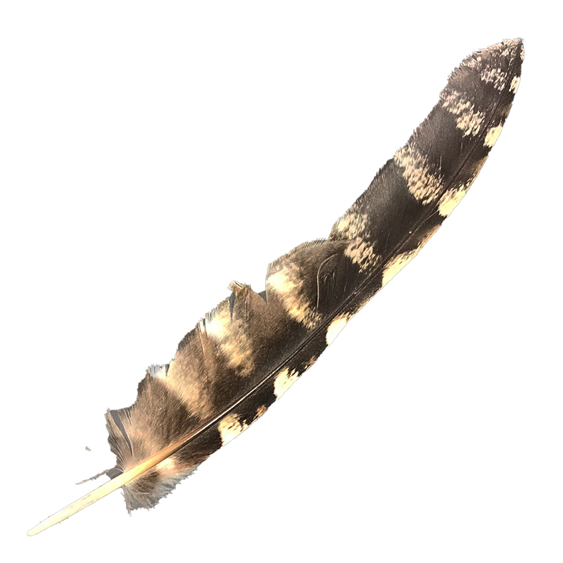 (image for) #81 Tawney Frogmouth Flight Wing Feather - Click Image to Close