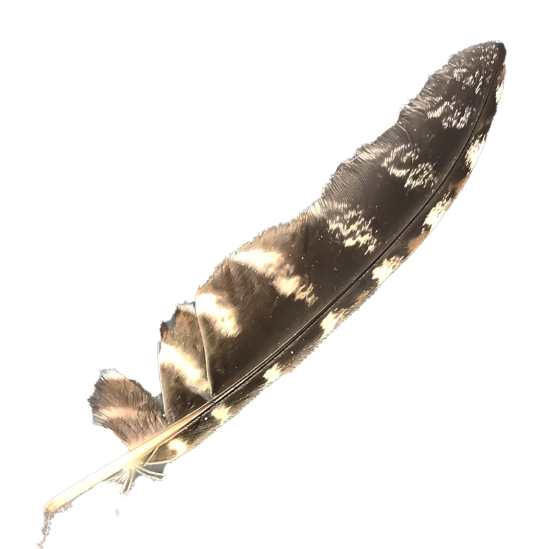 (image for) #85 Tawney Frogmouth Flight Wing Feather - Click Image to Close