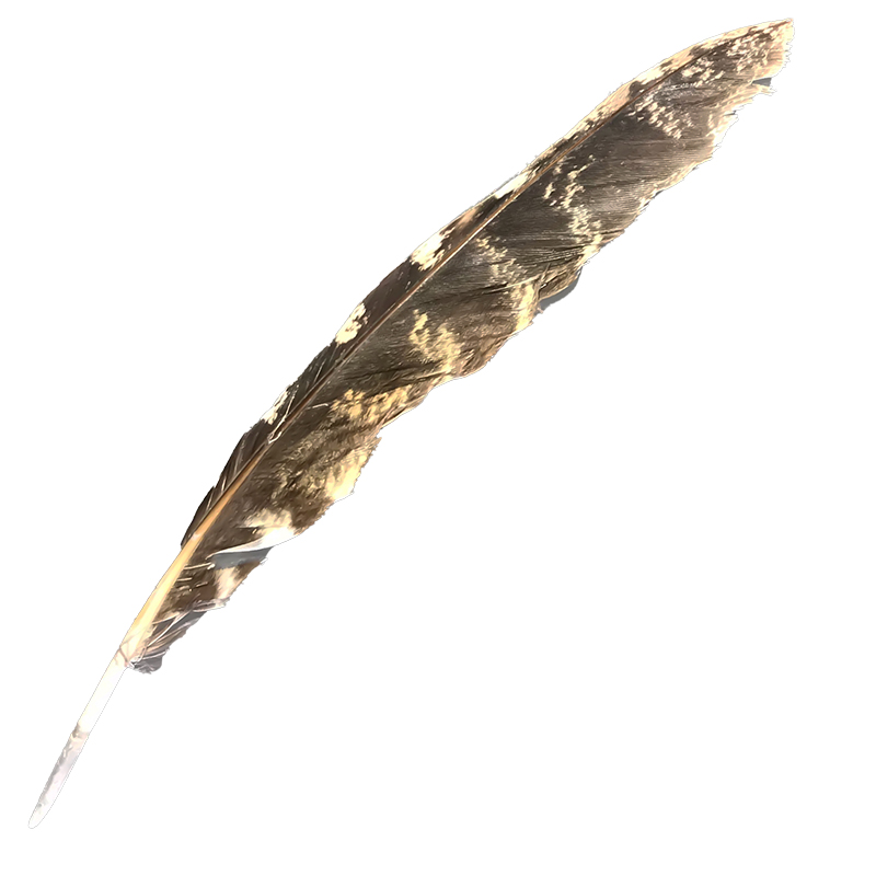 (image for) #86 Tawney Frogmouth Flight Wing Feather