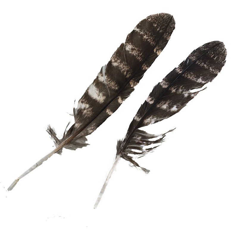 (image for) #200 Tawney Frogmouth Primary Wing Feathers -Pair