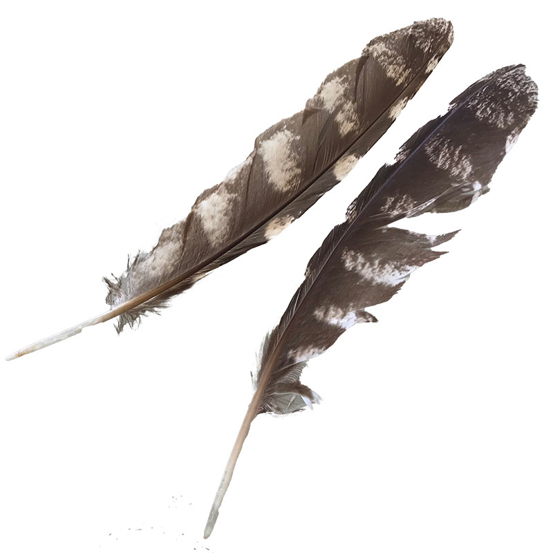 (image for) #201 Tawney Frogmouth Primary Wing Feathers -Pair