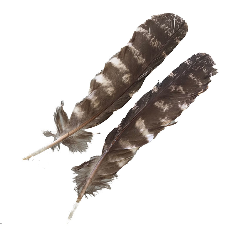 (image for) #202 Tawney Frogmouth Primary Wing Feathers -Pair