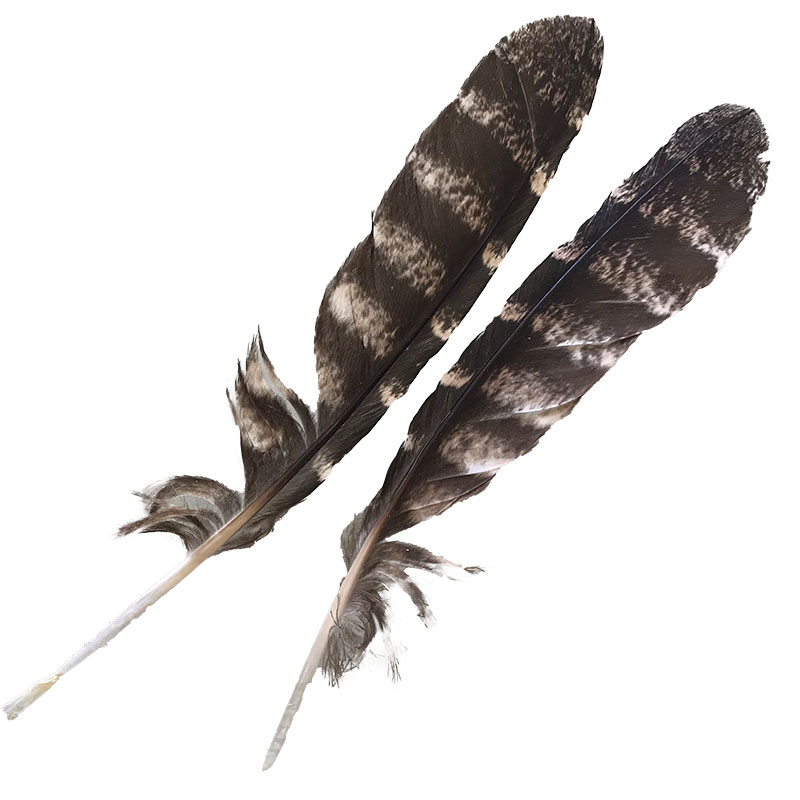 (image for) #203 Tawney Frogmouth Primary Wing Feathers -Pair