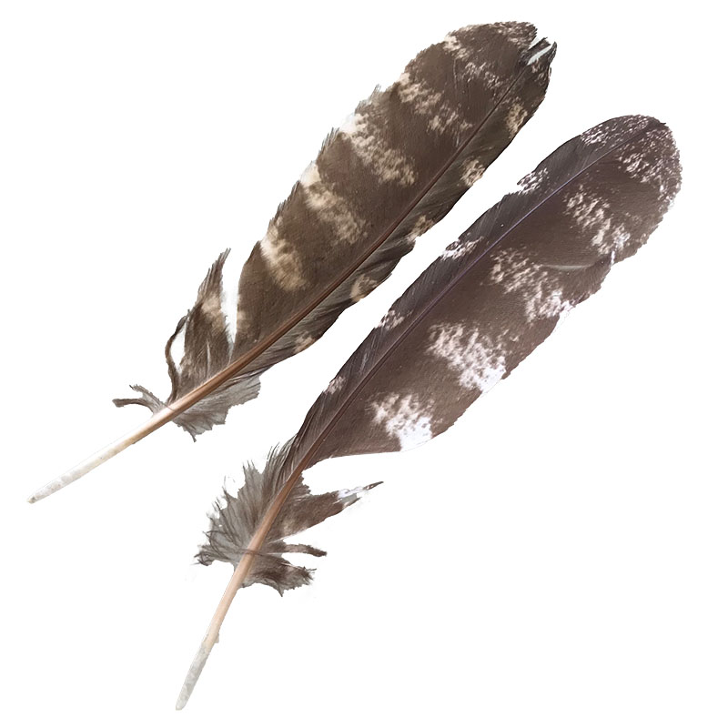 (image for) #206 Tawney Frogmouth Primary Wing Feathers -Pair