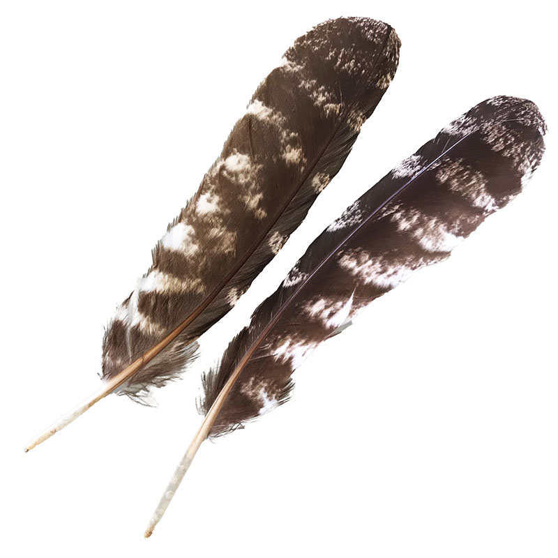 (image for) #208 Tawney Frogmouth Primary Wing Feathers -Pair