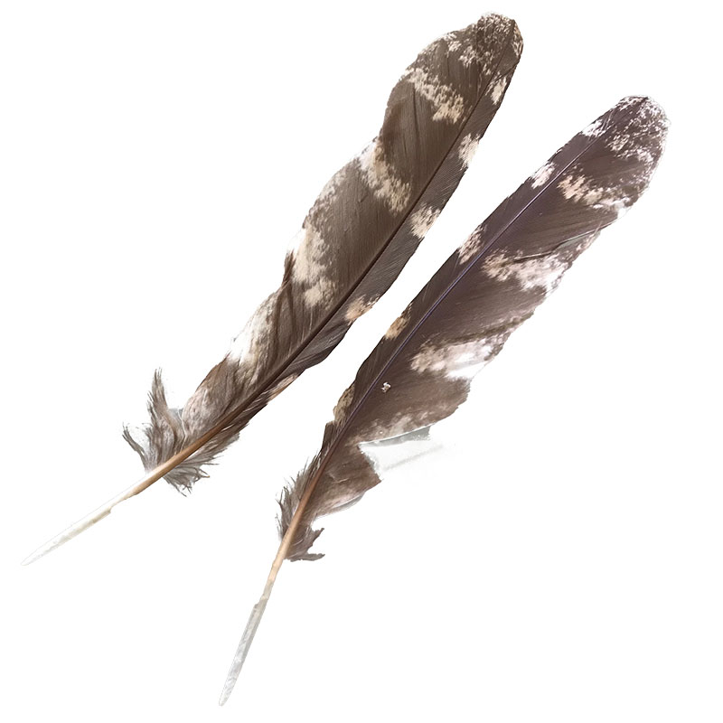(image for) #209 Tawney Frogmouth Primary Wing Feathers -Pair