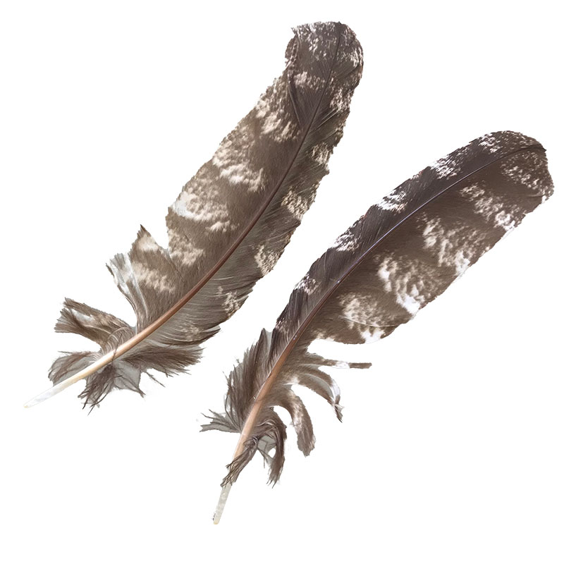 (image for) #210 Tawney Frogmouth Primary Wing Feather -Pair