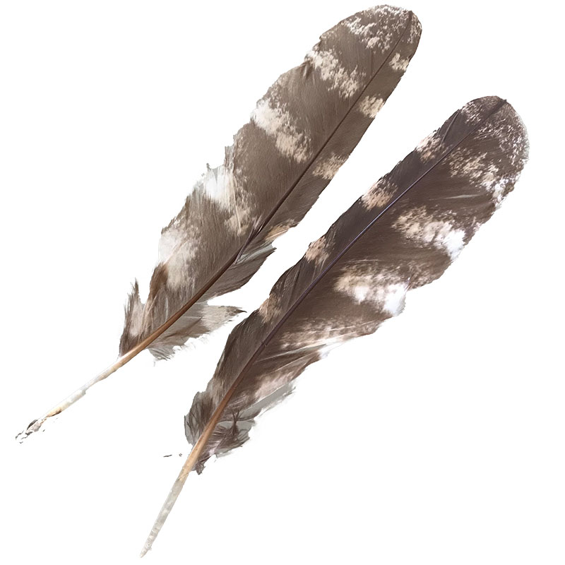 (image for) #211 Tawney Frogmouth Primary Wing Feather -Pair