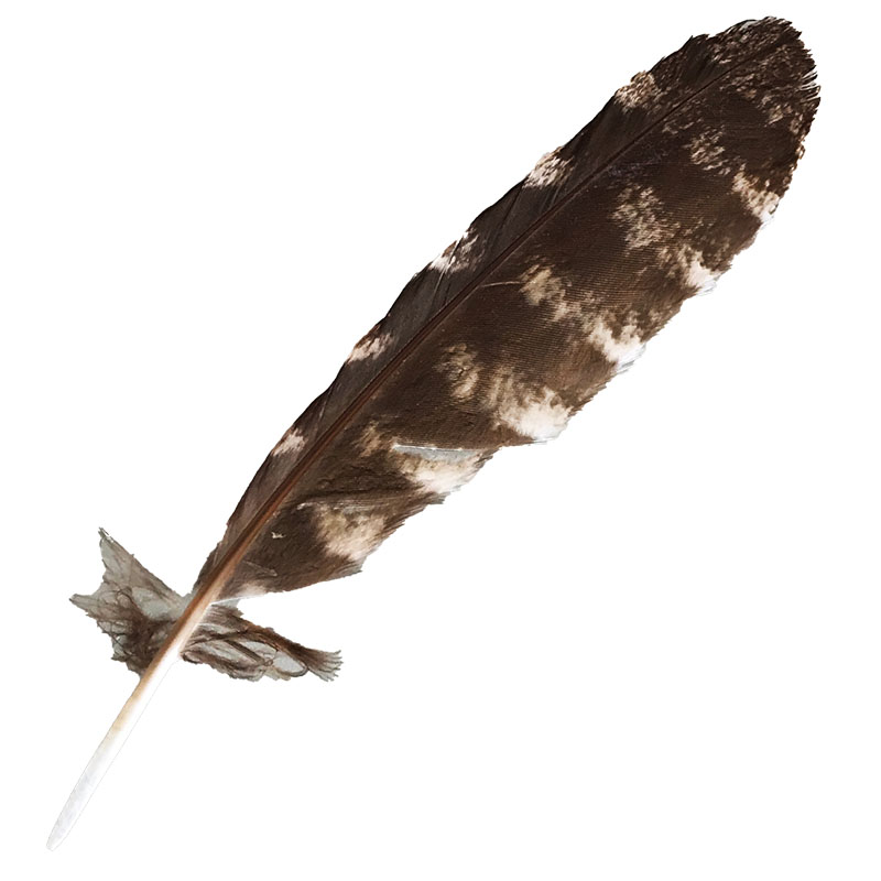 (image for) #309 Tawney Frogmouth Primary Wing Feather