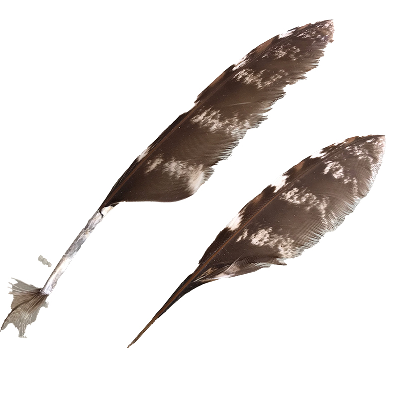 (image for) #50 Tawney Frogmouth Flight Wing Feather