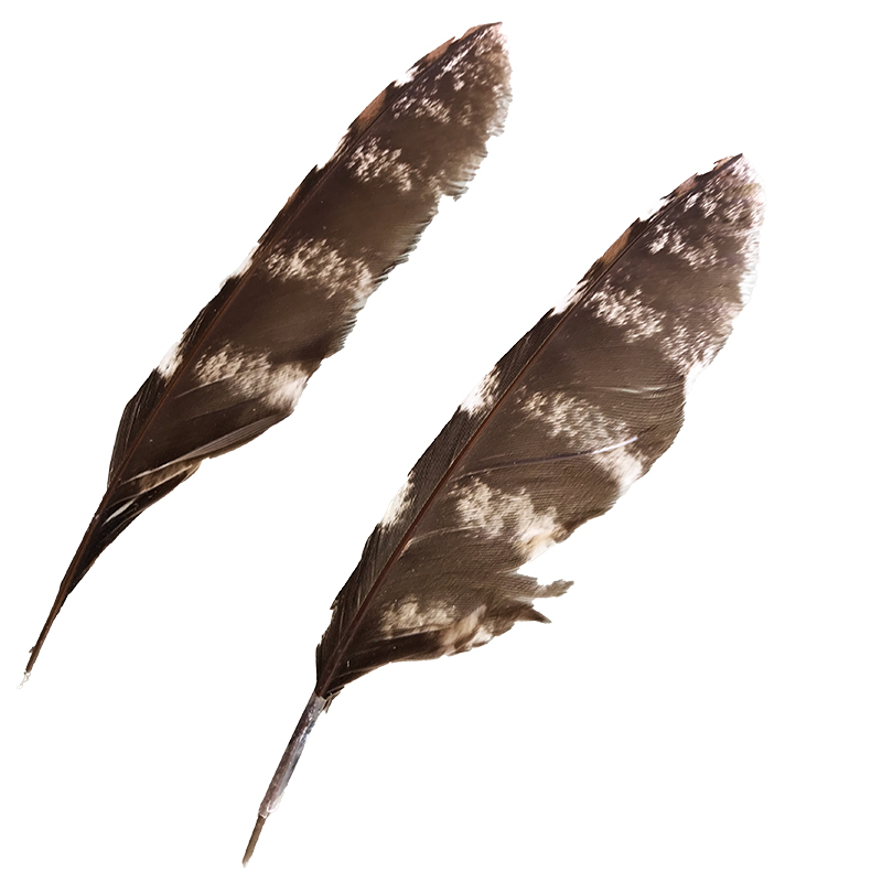 (image for) #51 Tawney Frogmouth Flight Wing Feather - Click Image to Close