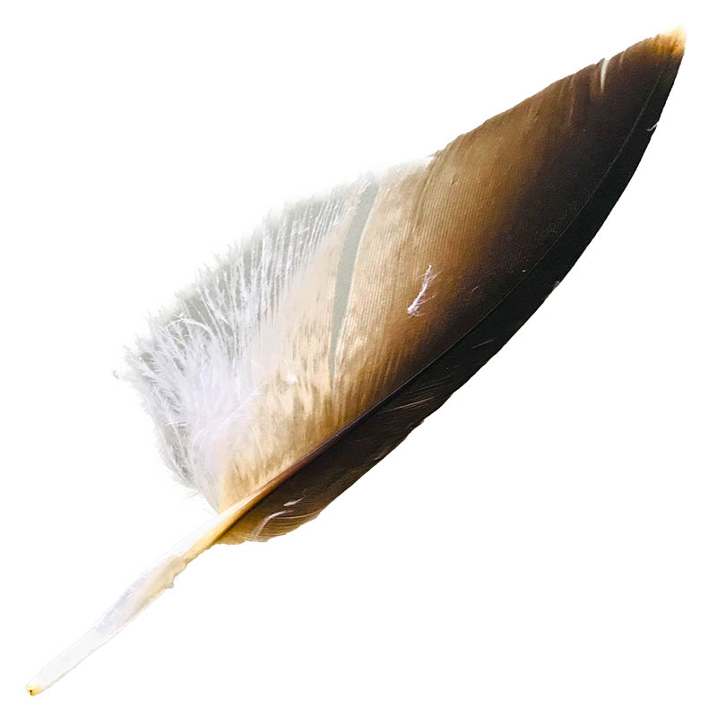 (image for) #10 Whistling Kite Pointer Feather