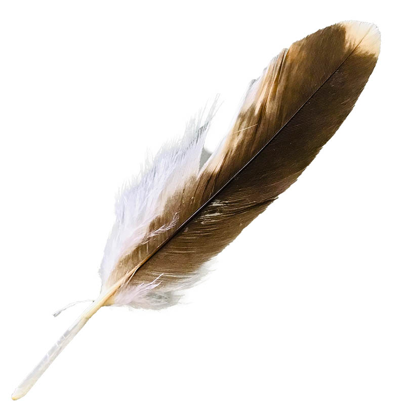 (image for) #11 Whistling Kite Pointer Feather