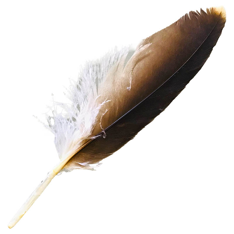 (image for) #15 Whistling Kite Pointer Feather