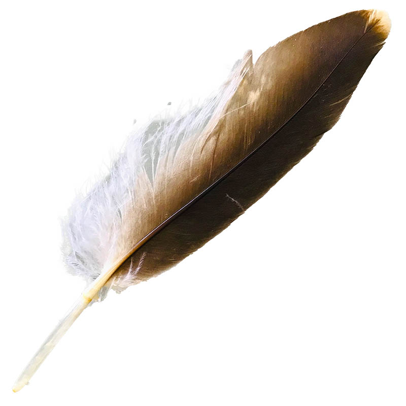(image for) #17 Whistling Kite Pointer Feather