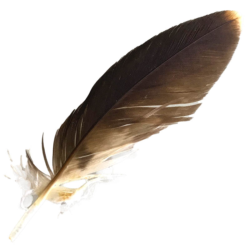 (image for) #3 Whistling Kite Pointer Feather