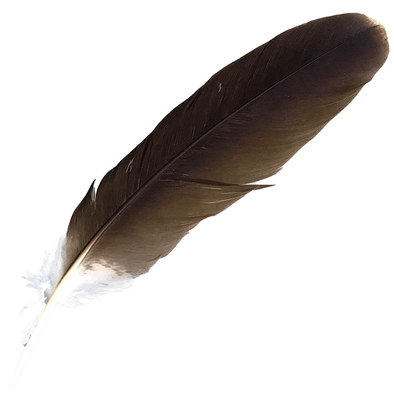 (image for) #104 Whistling Kite Primary Wing Feather