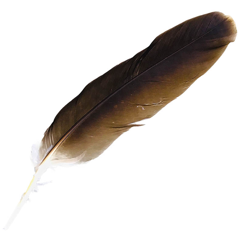 (image for) #107 Whistling Kite Primary Wing Feather