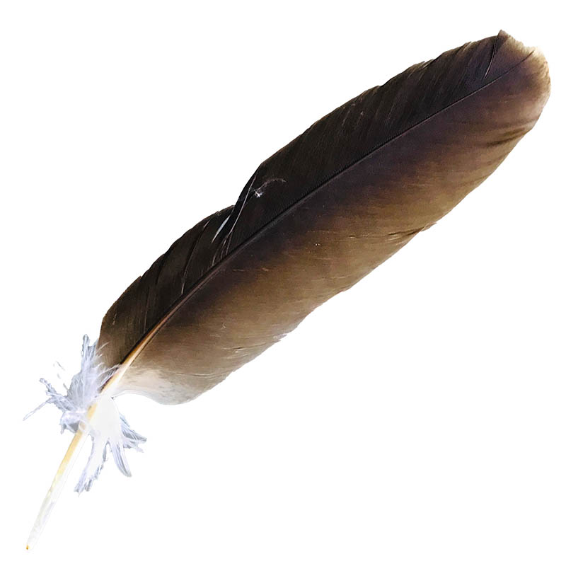 (image for) #200 Whistling Kite Primary Wing Feather