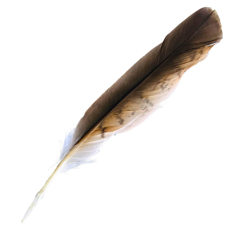 (image for) #201 Whistling Kite Primary Wing Feather